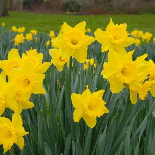 Daffodil dutch master bulbs - daffodil,