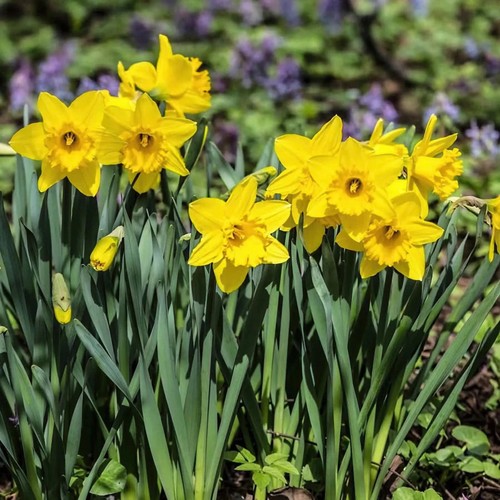 Daffodil narcissus dutch - daffodil,