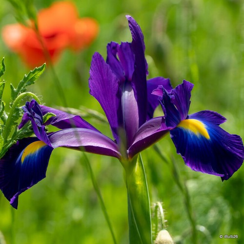Iris purple sensation - iris, 'purple