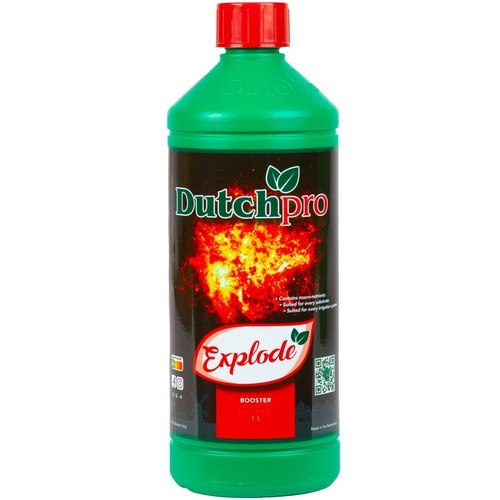Dutch pro explode bloom - dutch,