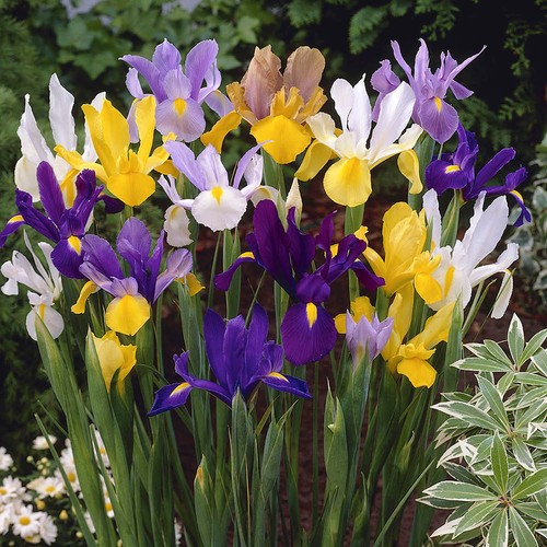 Dutch iris mixed x50 bulbs - mixed,