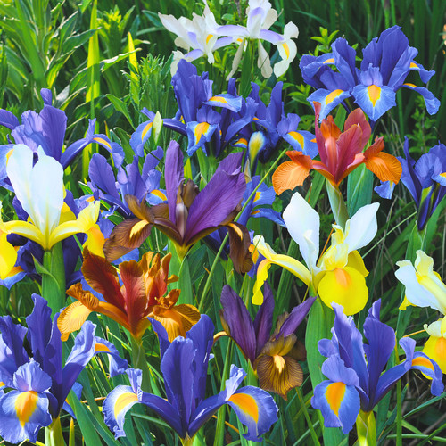 Iris dutch mixed garden border - dutch,