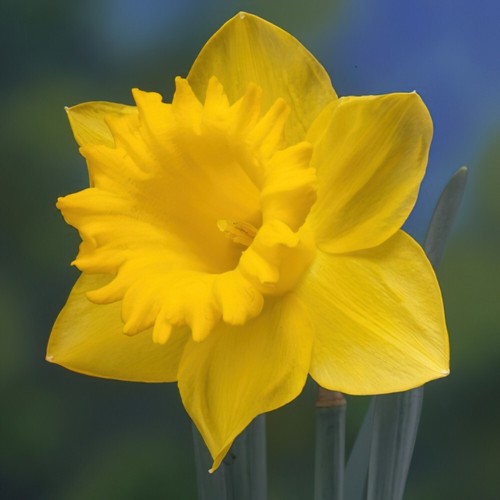 Yellow daffodil flower bulbs - flower,