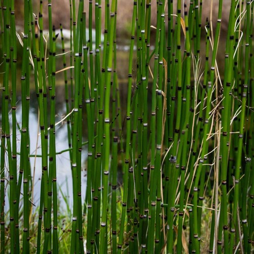 Equisetum hyemale - , (dutch