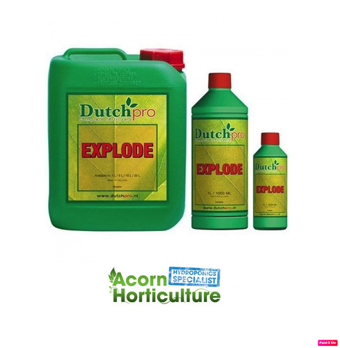 Dutch pro explode flowering - pro,