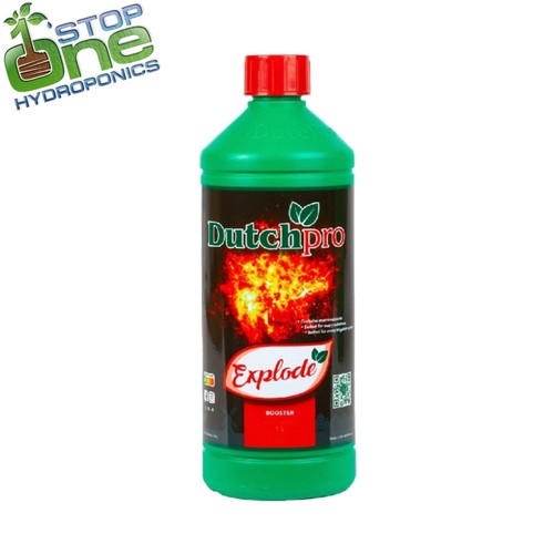 Dutch pro explode flowering - dutch,